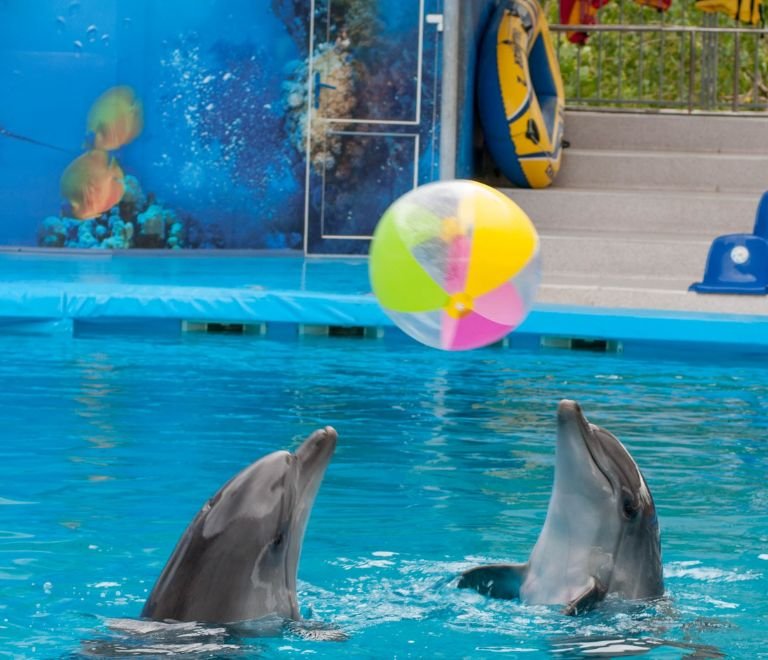 dolphin show